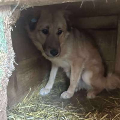 Tierschutzhunde suchen ein Zuhause-Beitrag-Bild