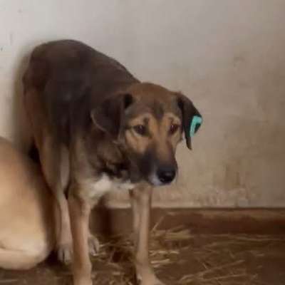 Tierschutzhunde suchen ein Zuhause-Beitrag-Bild