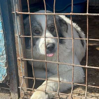 Tierschutzhunde suchen ein Zuhause-Beitrag-Bild