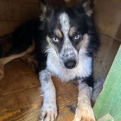 Tierschutzhunde suchen ein Zuhause-Beitrag-Bild