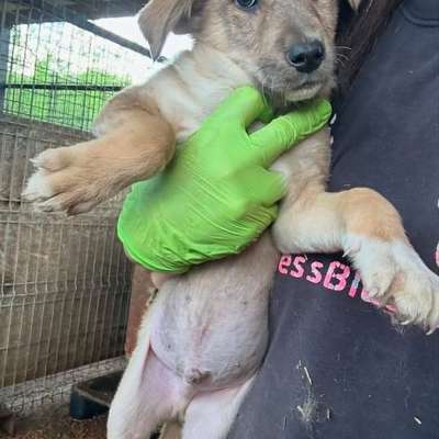 Tierschutzhunde suchen ein Zuhause-Beitrag-Bild