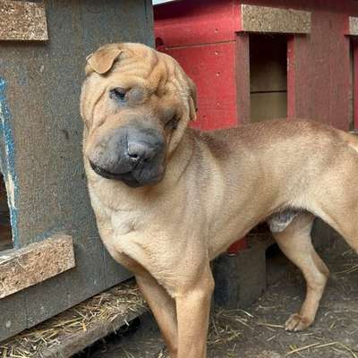 Tierschutzhunde suchen ein Zuhause-Beitrag-Bild