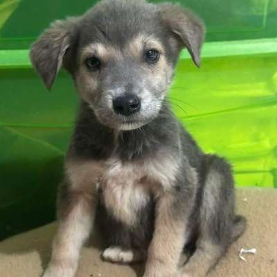 Tierschutzhunde suchen ein Zuhause-Beitrag-Bild