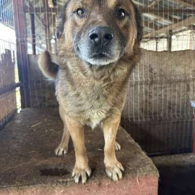 Tierschutzhunde suchen ein Zuhause-Beitrag-Bild
