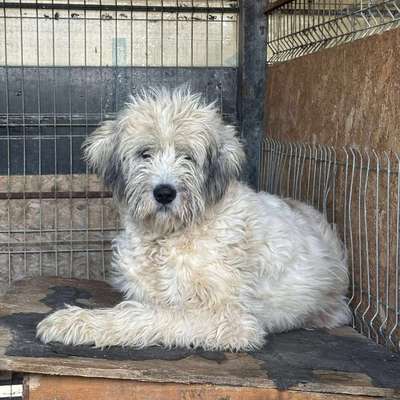 Tierschutzhunde suchen ein Zuhause-Beitrag-Bild