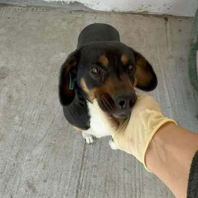 Tierschutzhunde suchen ein Zuhause-Beitrag-Bild