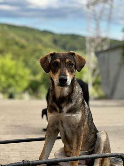 Tierschutzhunde suchen ein Zuhause-Beitrag-Bild