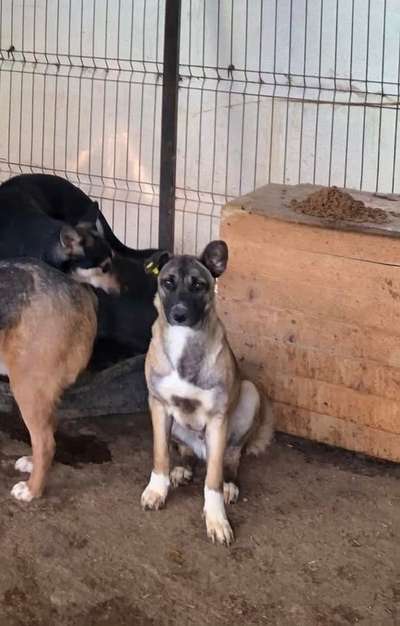 Tierschutzhunde suchen ein Zuhause-Beitrag-Bild