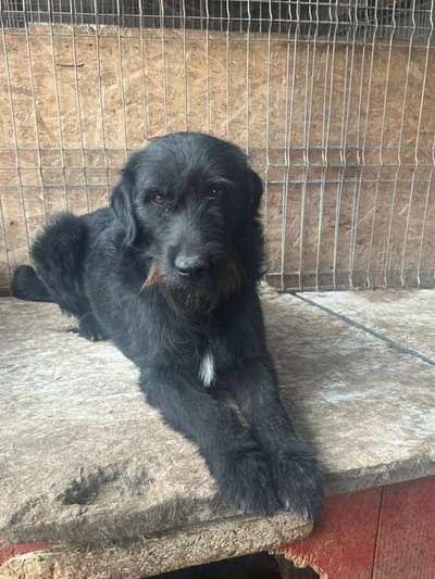 Tierschutzhunde suchen ein Zuhause-Beitrag-Bild