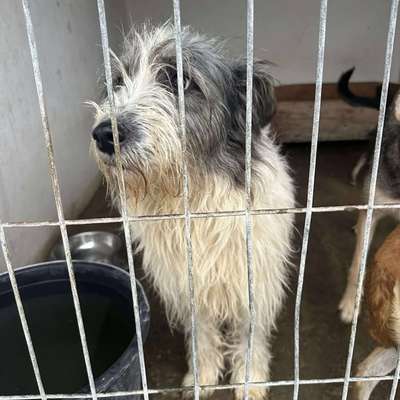 Tierschutzhunde suchen ein Zuhause-Beitrag-Bild