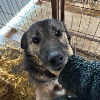 Tierschutzhunde suchen ein Zuhause-Beitrag-Bild