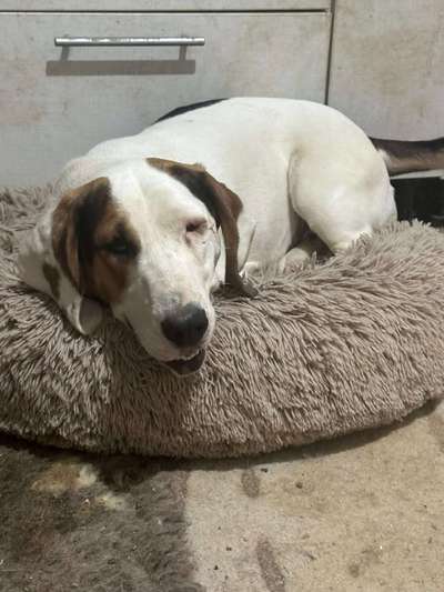 Tierschutzhunde suchen ein Zuhause-Beitrag-Bild