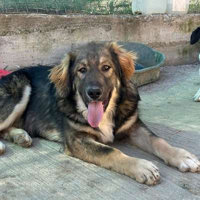 Tierschutzhunde suchen ein Zuhause-Beitrag-Bild