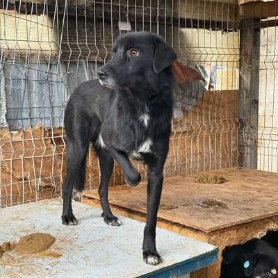 Tierschutzhunde suchen ein Zuhause-Beitrag-Bild