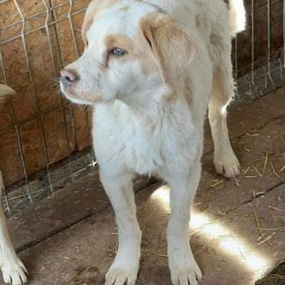 Tierschutzhunde suchen ein Zuhause-Beitrag-Bild