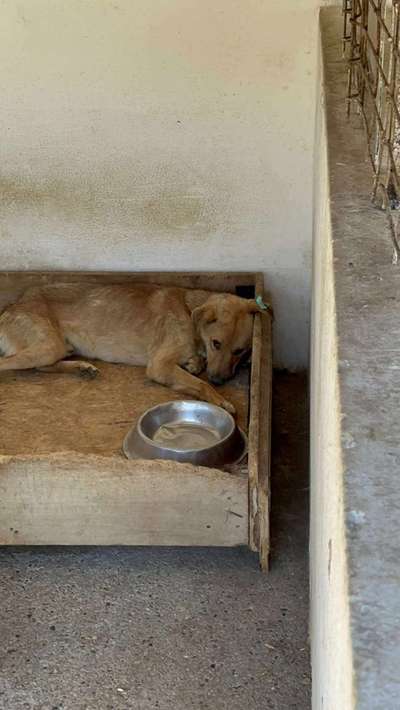 Tierschutzhunde suchen ein Zuhause-Beitrag-Bild
