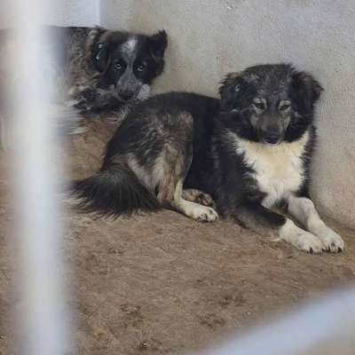 Tierschutzhunde suchen ein Zuhause-Beitrag-Bild