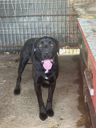 Tierschutzhunde suchen ein Zuhause-Beitrag-Bild