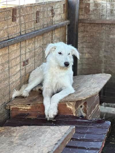 Tierschutzhunde suchen ein Zuhause-Beitrag-Bild