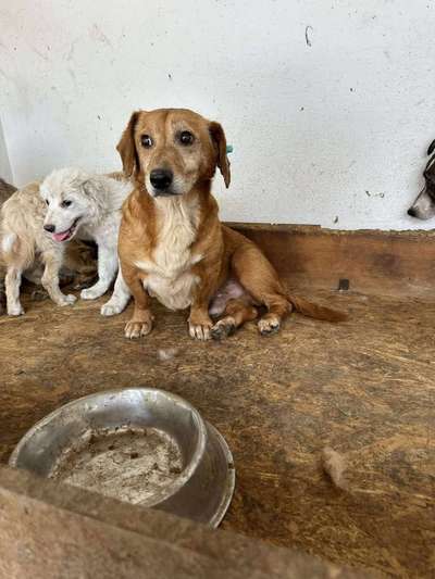 Tierschutzhunde suchen ein Zuhause-Beitrag-Bild