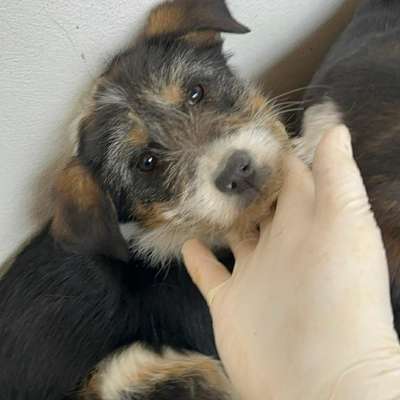 Tierschutzhunde suchen ein Zuhause-Beitrag-Bild