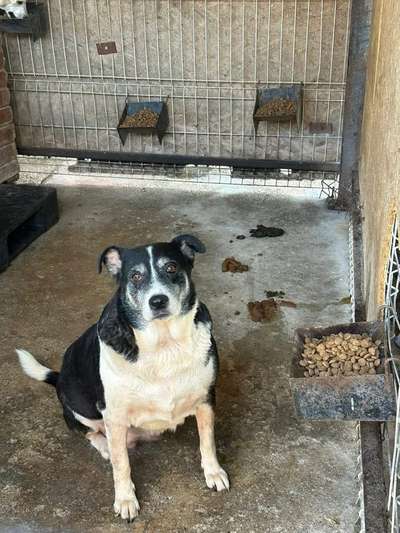 Tierschutzhunde suchen ein Zuhause-Beitrag-Bild