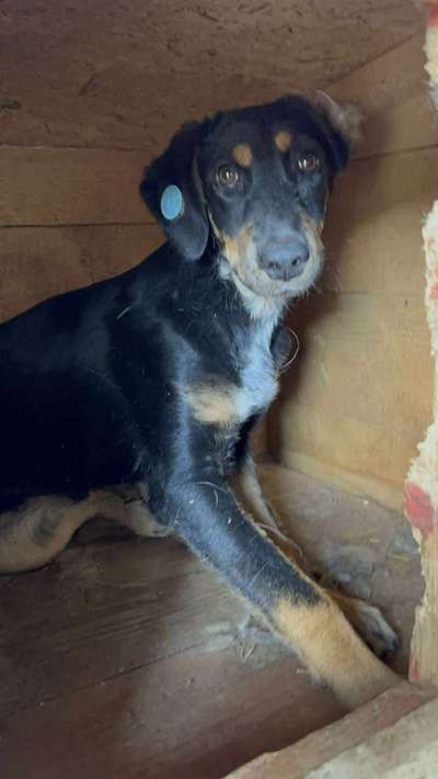 Tierschutzhunde suchen ein Zuhause-Beitrag-Bild