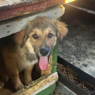 Tierschutzhunde suchen ein Zuhause-Beitrag-Bild