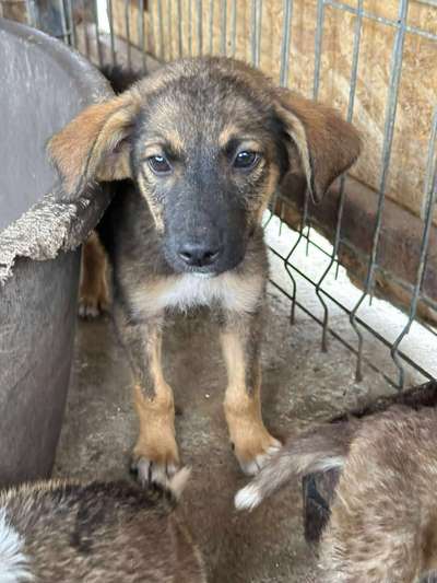 Tierschutzhunde suchen ein Zuhause-Beitrag-Bild
