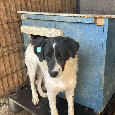 Tierschutzhunde suchen ein Zuhause-Beitrag-Bild