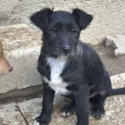 Tierschutzhunde suchen ein Zuhause-Beitrag-Bild