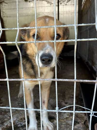 Tierschutzhunde suchen ein Zuhause-Beitrag-Bild