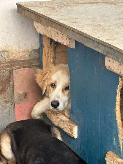 Tierschutzhunde suchen ein Zuhause-Beitrag-Bild