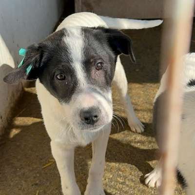 Tierschutzhunde suchen ein Zuhause-Beitrag-Bild