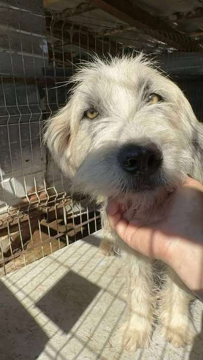 Tierschutzhunde suchen ein Zuhause-Beitrag-Bild