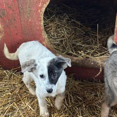 Tierschutzhunde suchen ein Zuhause-Beitrag-Bild