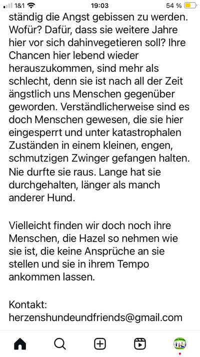 Tierschutzhunde suchen ein Zuhause-Beitrag-Bild