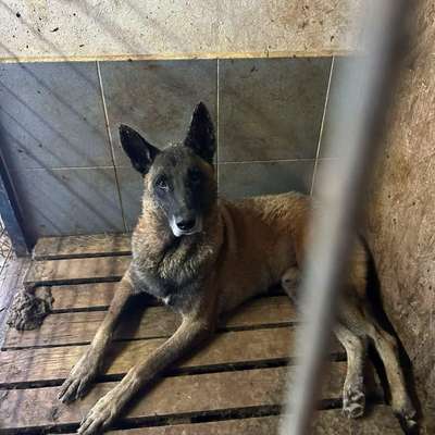 Tierschutzhunde suchen ein Zuhause-Beitrag-Bild