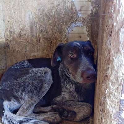 Tierschutzhunde suchen ein Zuhause-Beitrag-Bild