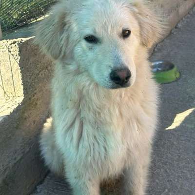 Tierschutzhunde suchen ein Zuhause-Beitrag-Bild