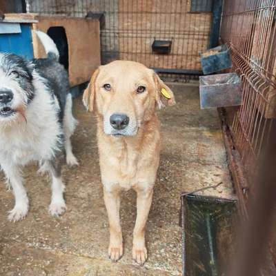 Tierschutzhunde suchen ein Zuhause-Beitrag-Bild