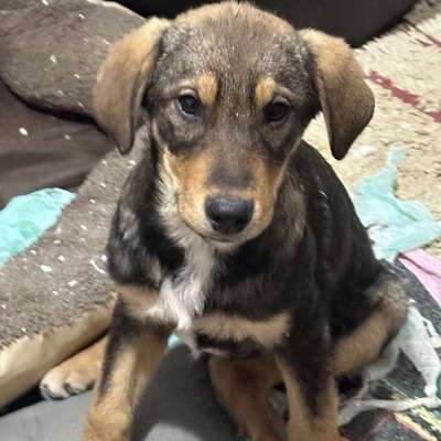 Tierschutzhunde suchen ein Zuhause-Beitrag-Bild