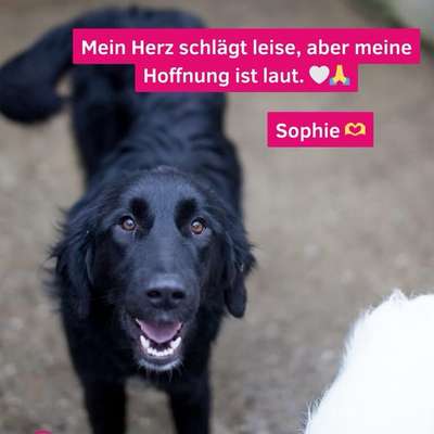 Tierschutzhunde suchen ein Zuhause-Beitrag-Bild