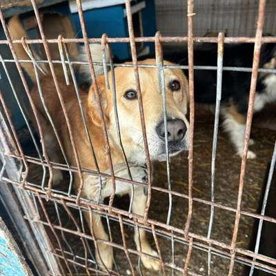 Tierschutzhunde suchen ein Zuhause-Beitrag-Bild