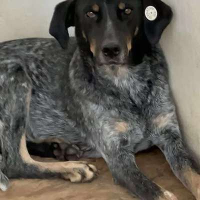 Tierschutzhunde suchen ein Zuhause-Beitrag-Bild