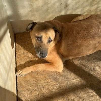 Tierschutzhunde suchen ein Zuhause-Beitrag-Bild