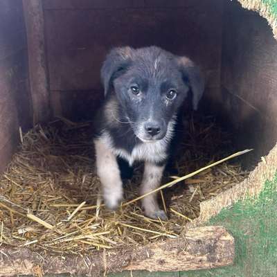 Tierschutzhunde suchen ein Zuhause-Beitrag-Bild