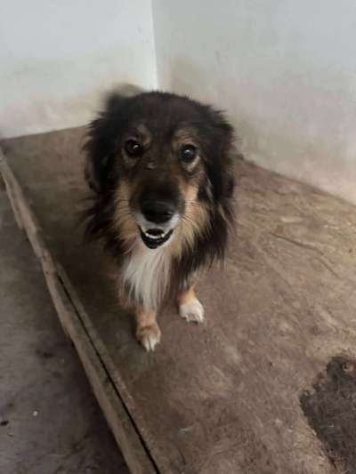 Tierschutzhunde suchen ein Zuhause-Beitrag-Bild