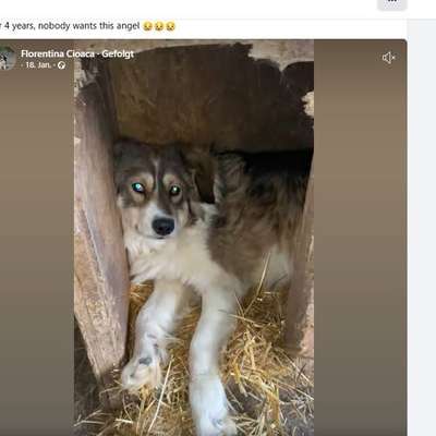 Tierschutzhunde suchen ein Zuhause-Beitrag-Bild