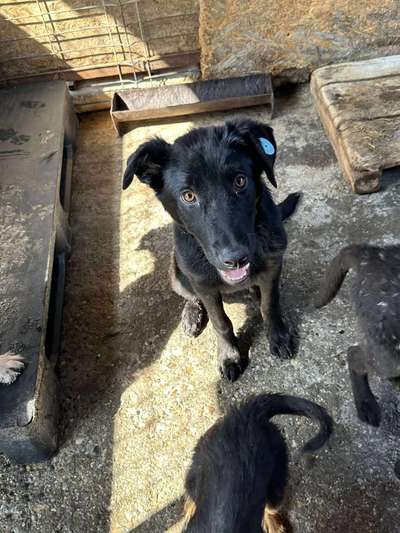 Tierschutzhunde suchen ein Zuhause-Beitrag-Bild